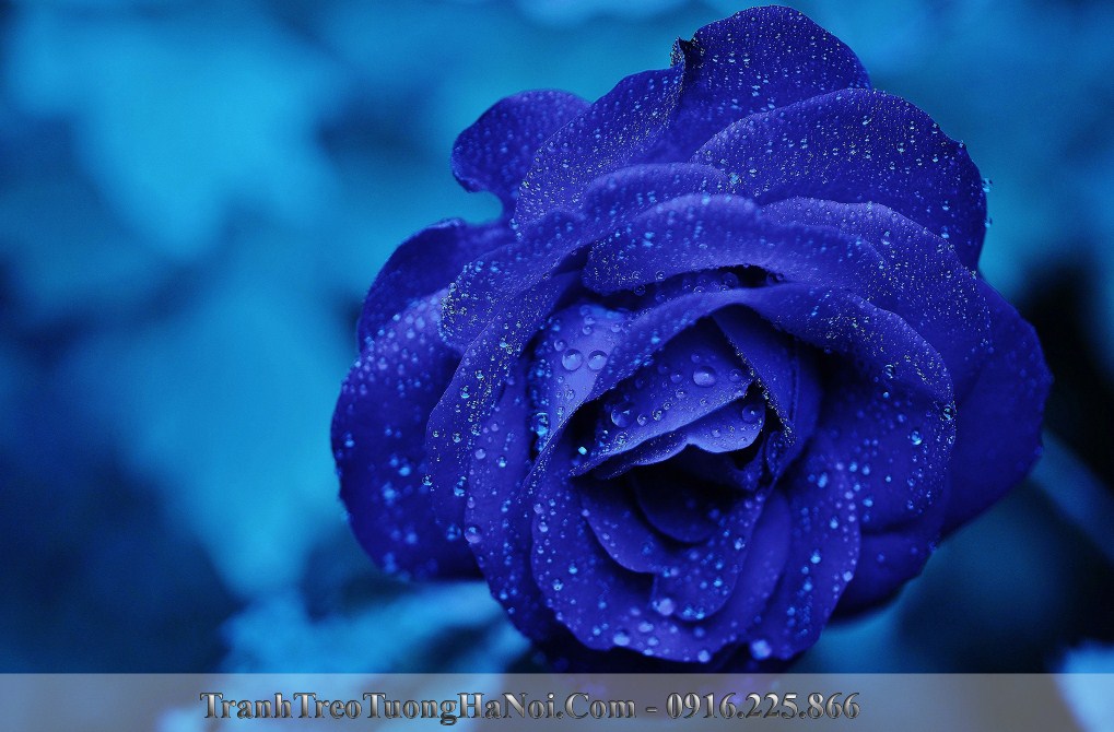 Hoa hong xanh treo phong ngu cho nguoi menh thuy amia HH134-px165819