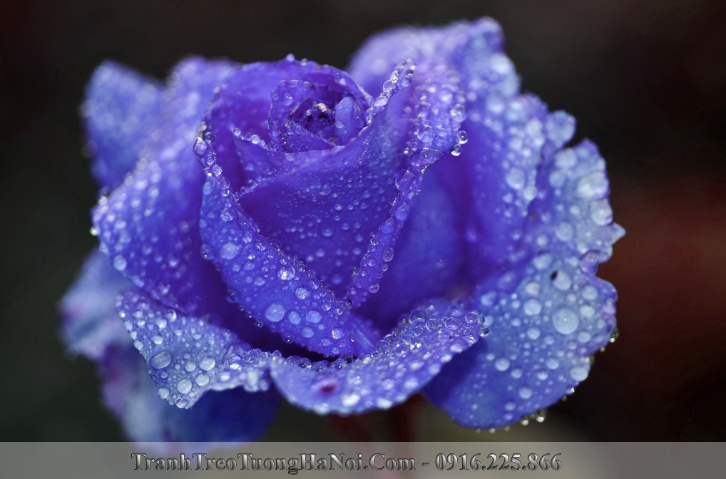 tranh hoa hong xanh cho nguoi menh thuy amia hh135