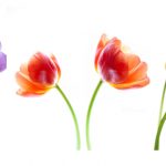 mau tranh hoa tulip treo tuong dep nhat